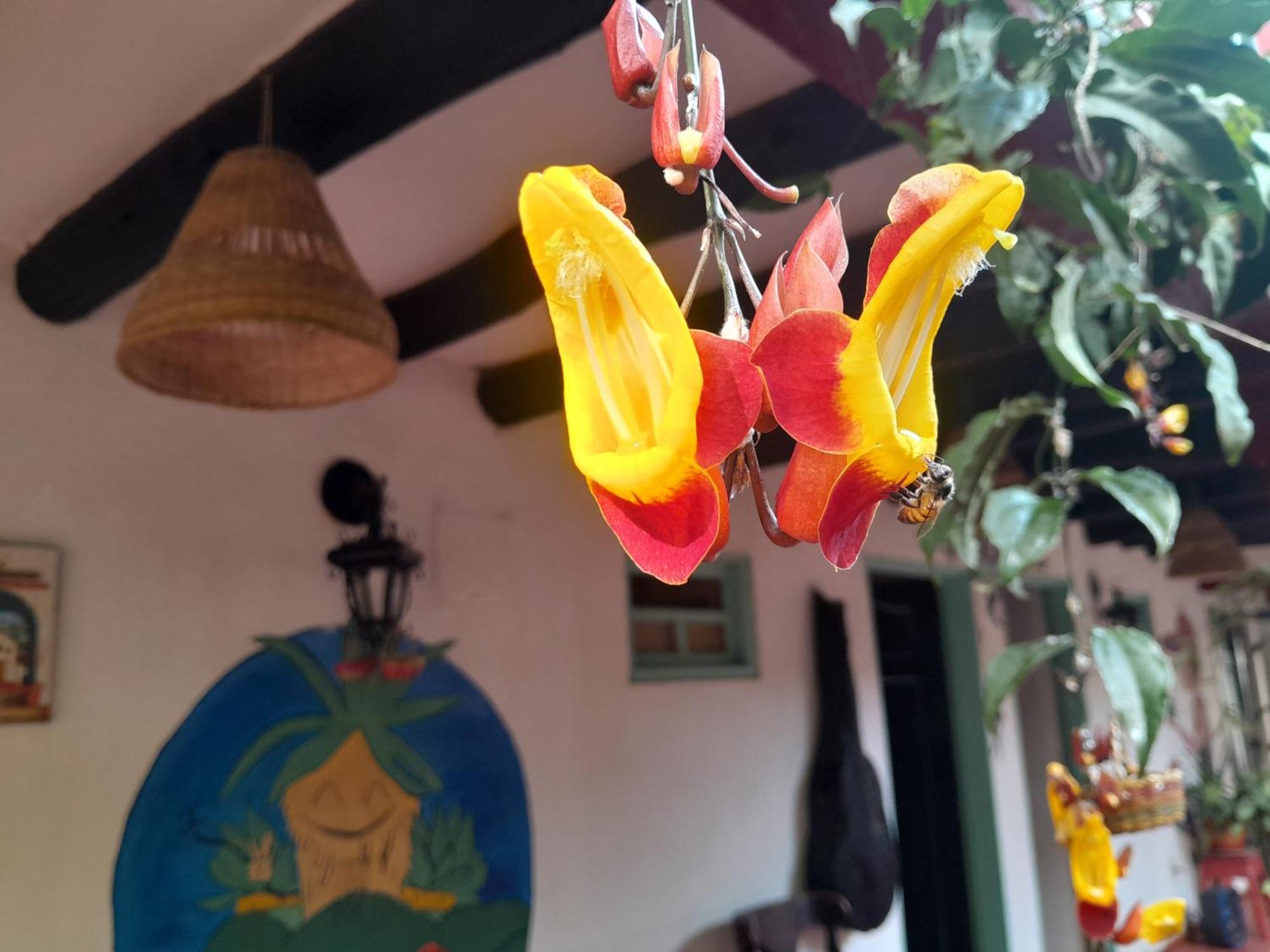 Beija Flor Hostel Villa de Leyva Exteriér fotografie